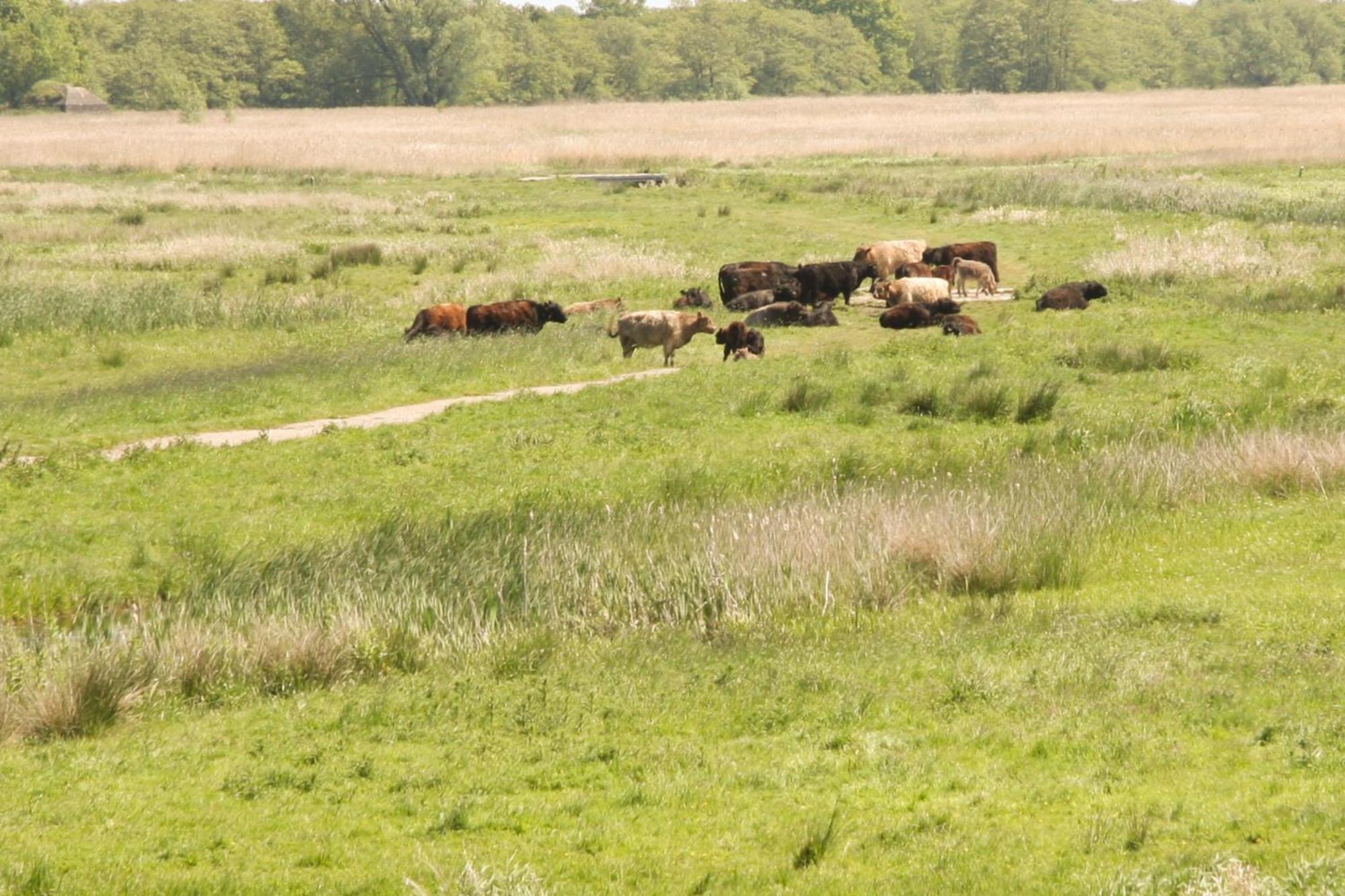 Boerenhofstede De Overhorn Weesp Oda fotoğraf